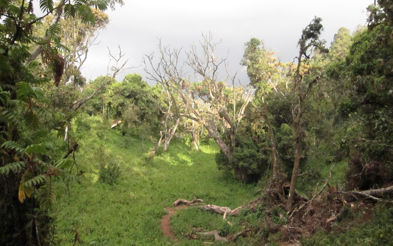 Walking in the forest of Kilimanjaro.