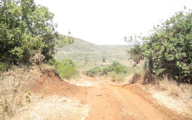 The road leading to Simba Farm.