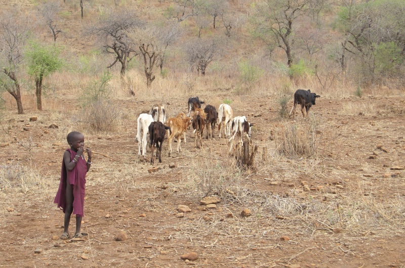 A child watches some cattle near the villages.