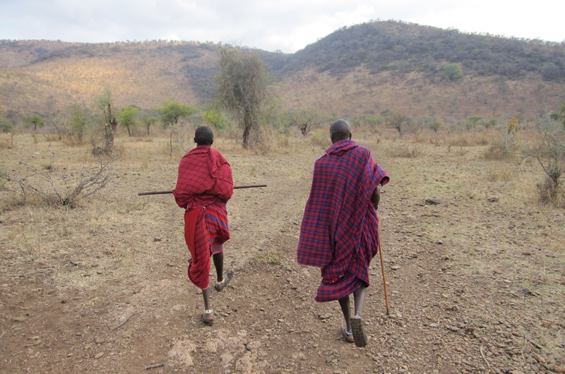 Two Maasai warriors with their ebony stick walk slowly on the rocky ground and among the numerous acacias.