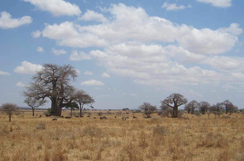 The huge baobabs of the National Park of Tarangire.